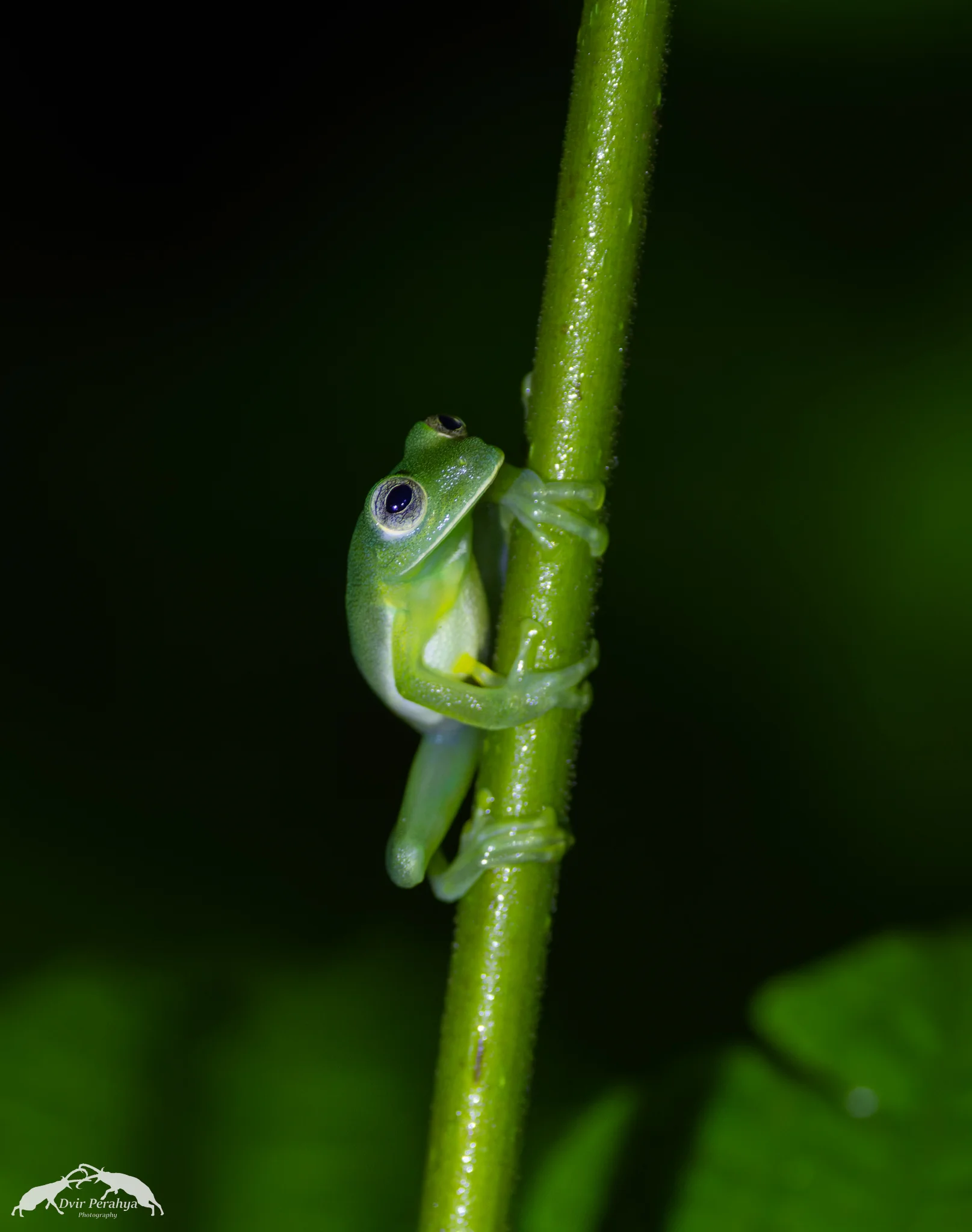 Glass frog, Costa Rica Rainforest